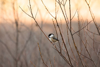 Bird perching on twig