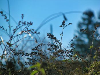 Close-up of flowering plants on field against sky