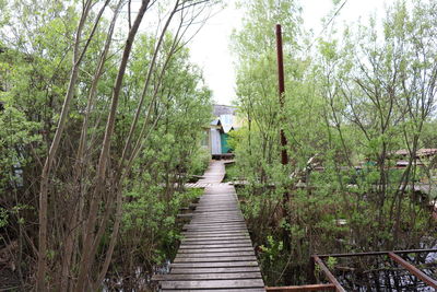 Rear view of people walking on boardwalk in forest