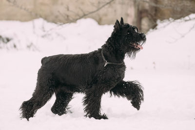 Black dog on snow covered land