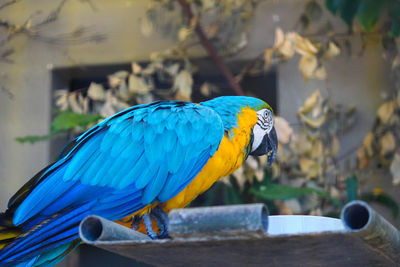 Close-up of blue parrot perching on wood