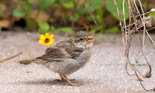 Close-up of bird perching on a plant