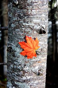 Close-up of orange flower on tree trunk