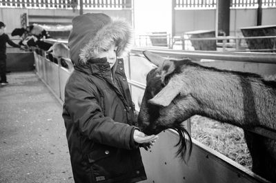 Boy feeding goat while standing in animal pen