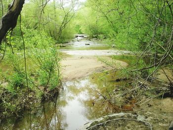 River flowing through forest