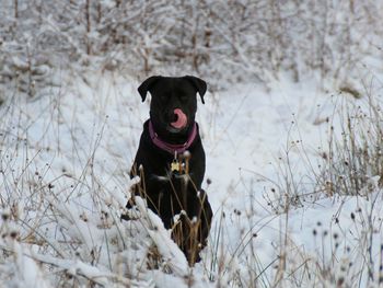 Portrait of dog on snow covered field