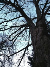 Low angle view of bare tree against sky