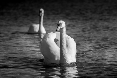 Swan swimming in lake