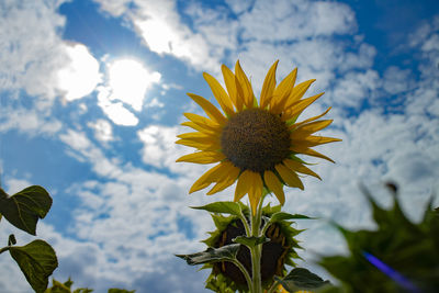 Close-up of sunflower against sky