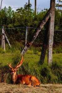 Deer in a forest