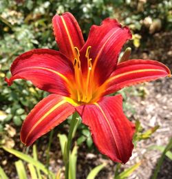 Close-up of red flower