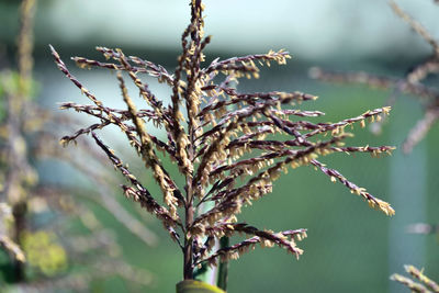 Close-up of snow on plant