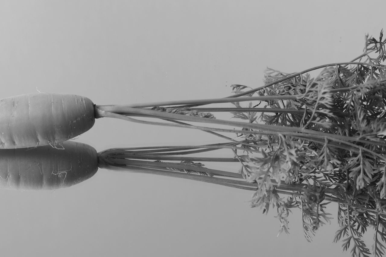 CLOSE-UP OF PLANT AGAINST SKY