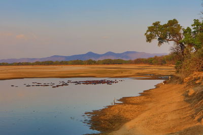 Herd of hippopotamus swimming in luangwa river against sky