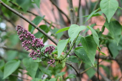 Close-up of pink flowering plant