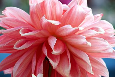 Close-up of pink dahlia