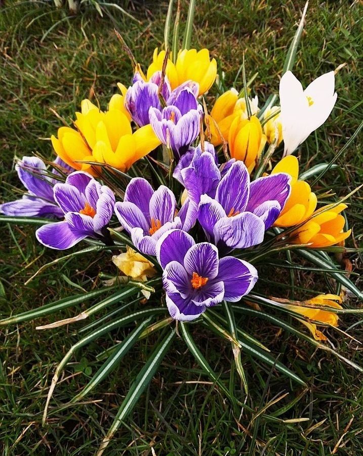 flower, purple, petal, fragility, freshness, high angle view, field, flower head, blue, beauty in nature, growth, grass, plant, blooming, nature, close-up, yellow, crocus, day, no people