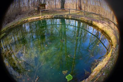 Reflection of trees in water