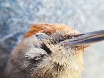 Close-up of a bird