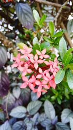 Close-up of flowers blooming outdoors