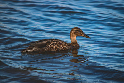 Side view of a duck in lake
