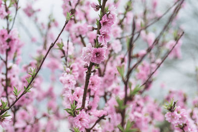 Close-up of pink cherry blossoms