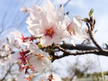 Close-up of cherry blossoms blooming on tree