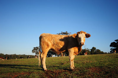Cow standing on field against sky