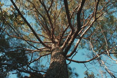 Low angle view of bare trees against sky