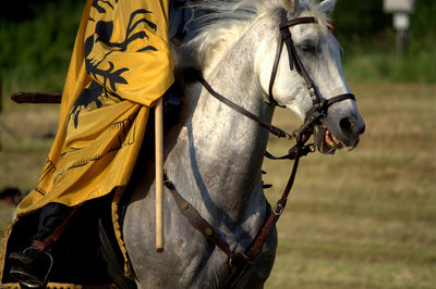 Person riding horse