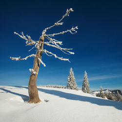 Snow covered bare tree against blue sky