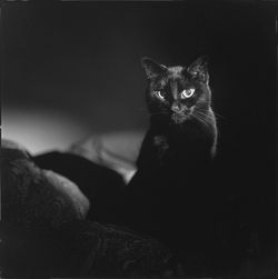 Portrait of cat
