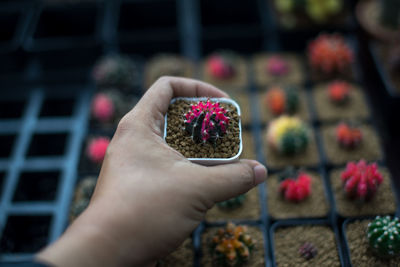 Midsection of person holding flowering plant