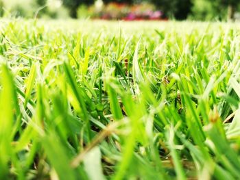 Close-up of fresh green grass in field