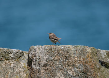Bird perching on rock sea against sky