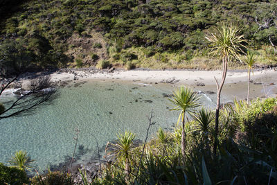 High angle view of palm trees on land