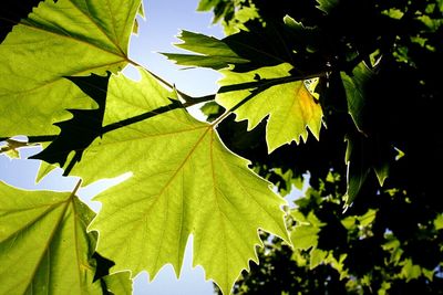 Close-up of maple leaf