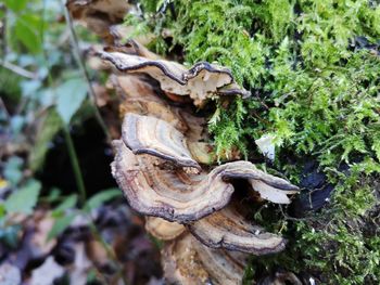 Close-up of mushroom growing on field