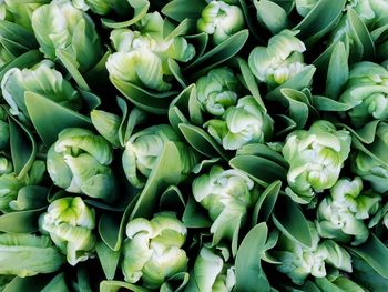 Full frame shot of flowers