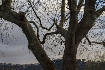 Low angle view of bare trees against sky