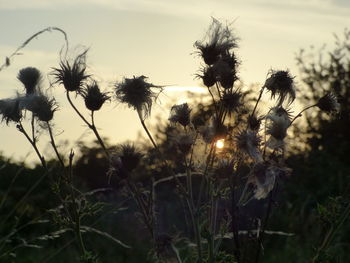 Close-up of wildflowers in field