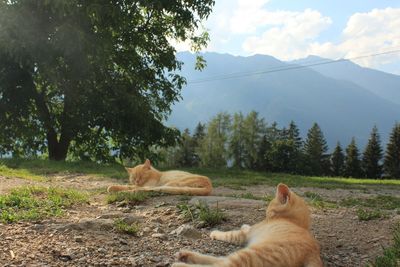 View of a cat looking away