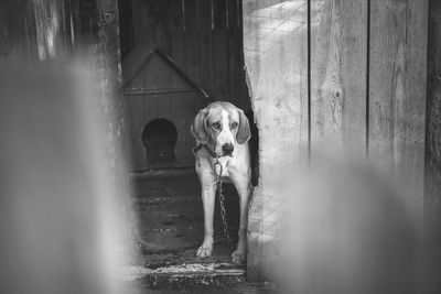 Portrait of dog standing against wall