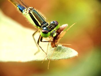 Close-up of insect