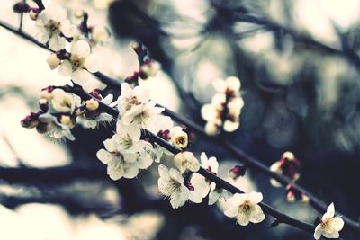 Close-up of apple blossoms in spring