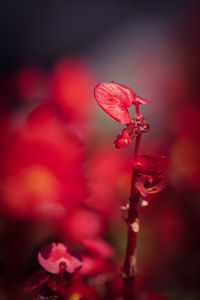 Close-up of red poppy blooming outdoors