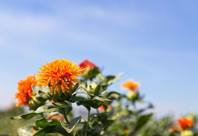 Close-up of orange flowering plant against sky