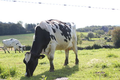 Cows grazing on field against sky