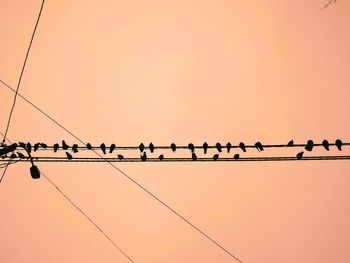 Low angle view of birds perching on electricity pylon against clear sky