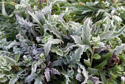 Full frame shot of frosty plants